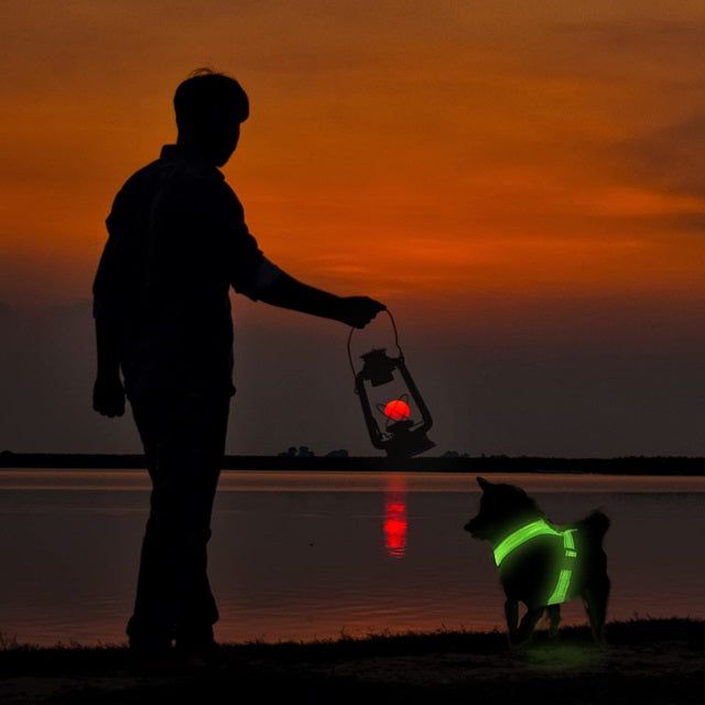 Person walking a dog at sunset wearing a rechargeable LED dog harness for safety and visibility